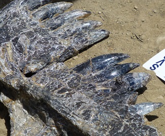Allosaurus X teeth in dinosaur jaws
